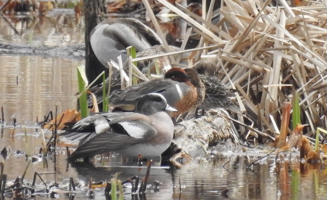 American Wigeon - Candy Giles