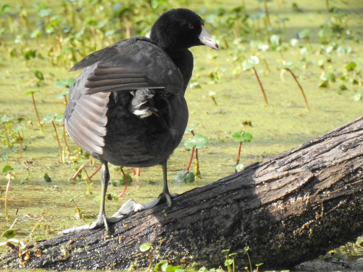 American Coot (Red-shielded) - bob butler