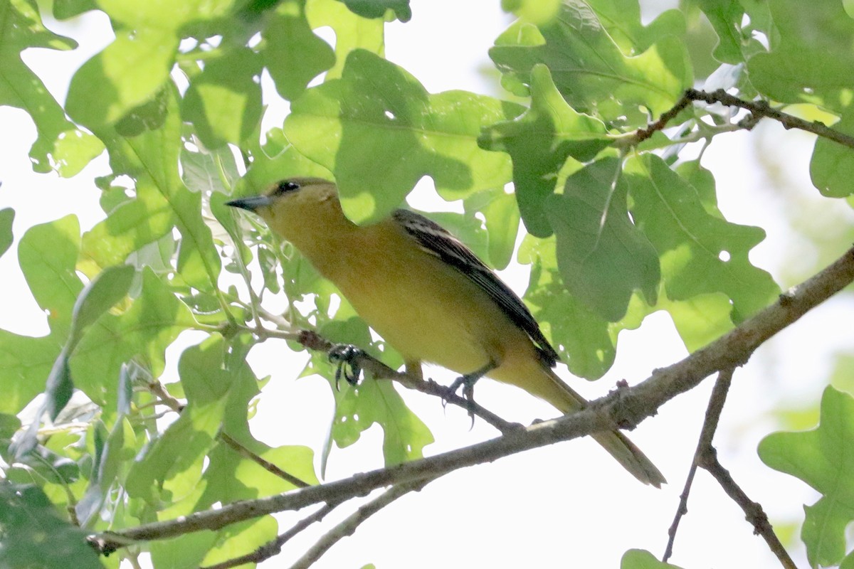Orchard Oriole - ML150629331