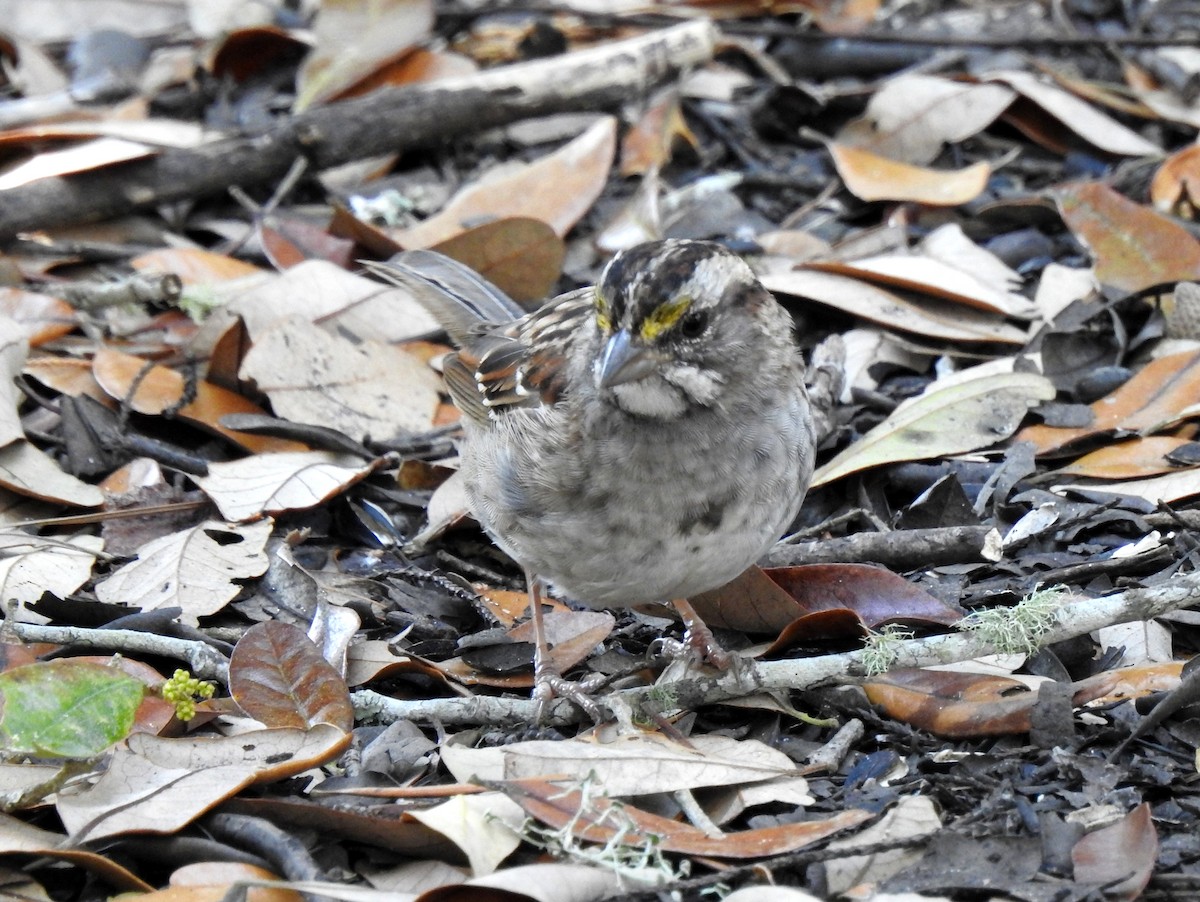 White-throated Sparrow - bob butler