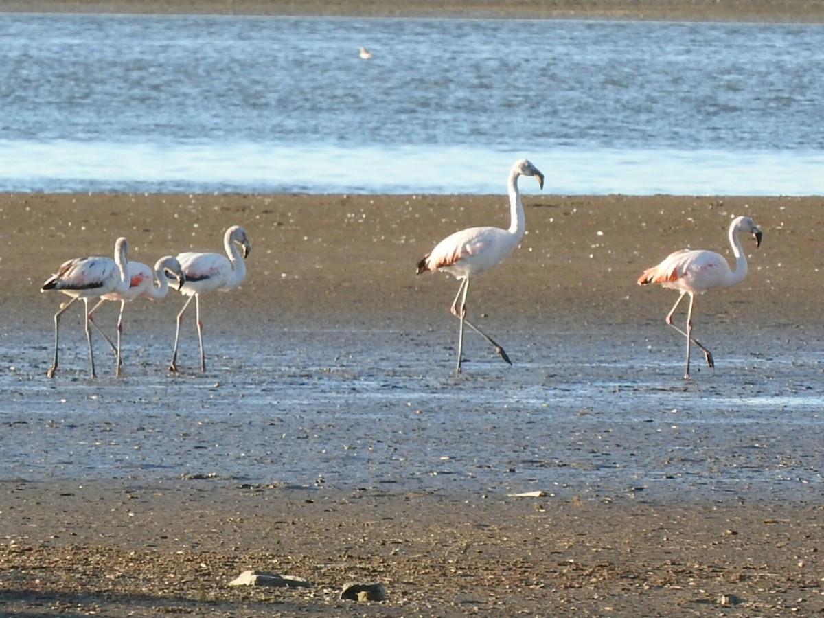 Chilean Flamingo - Enrique Chiurla