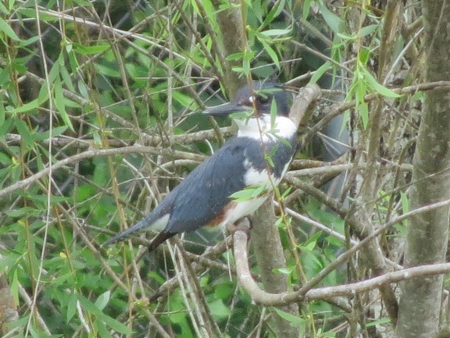 Belted Kingfisher - Brian Johnston