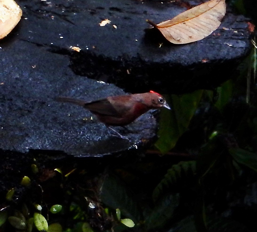 Red-crested Finch - ML150634481