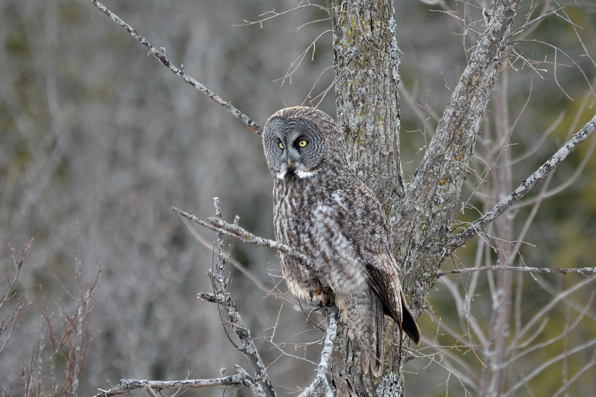 Great Gray Owl - Anonymous