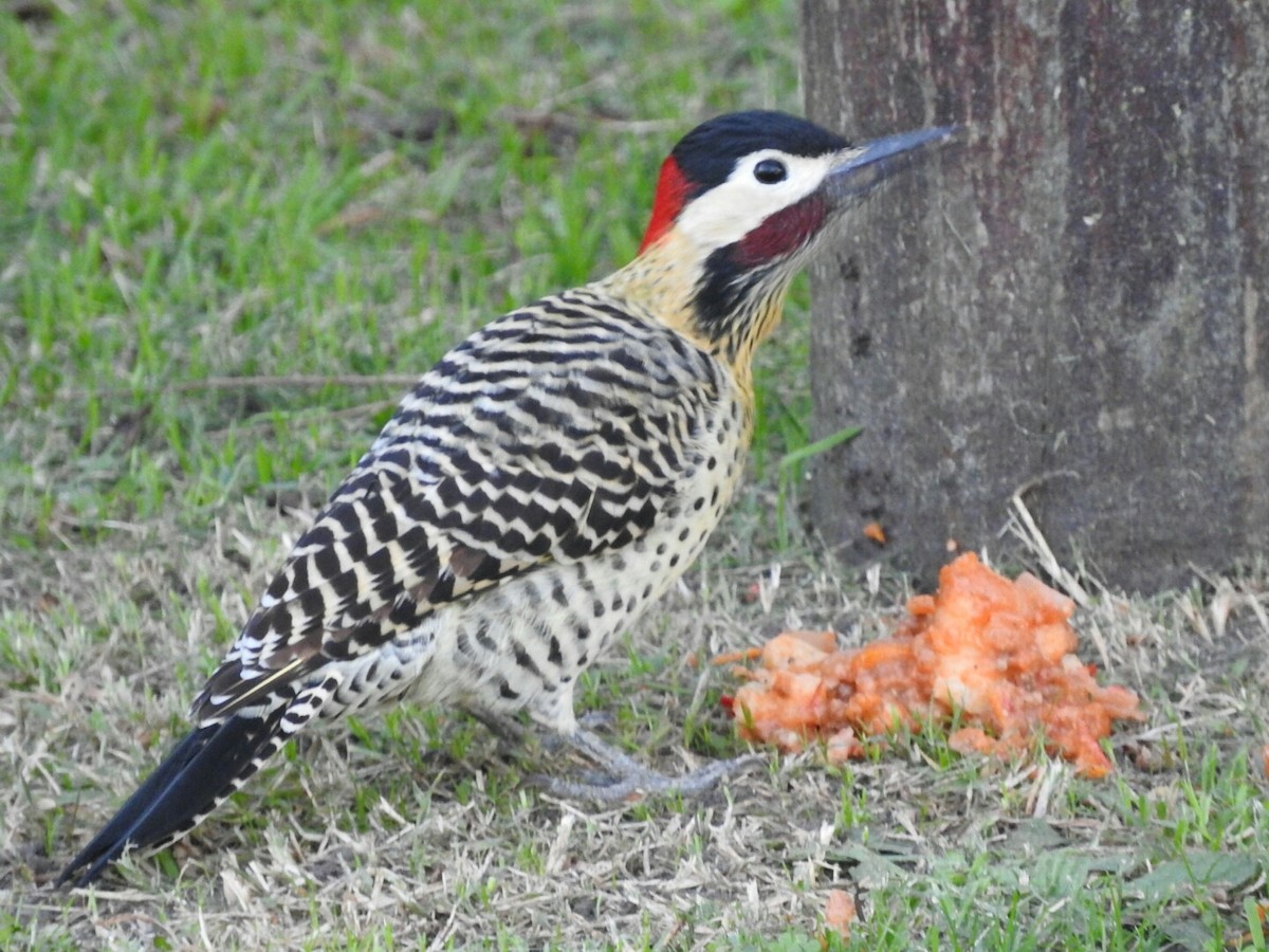 Green-barred Woodpecker - Enrique Chiurla