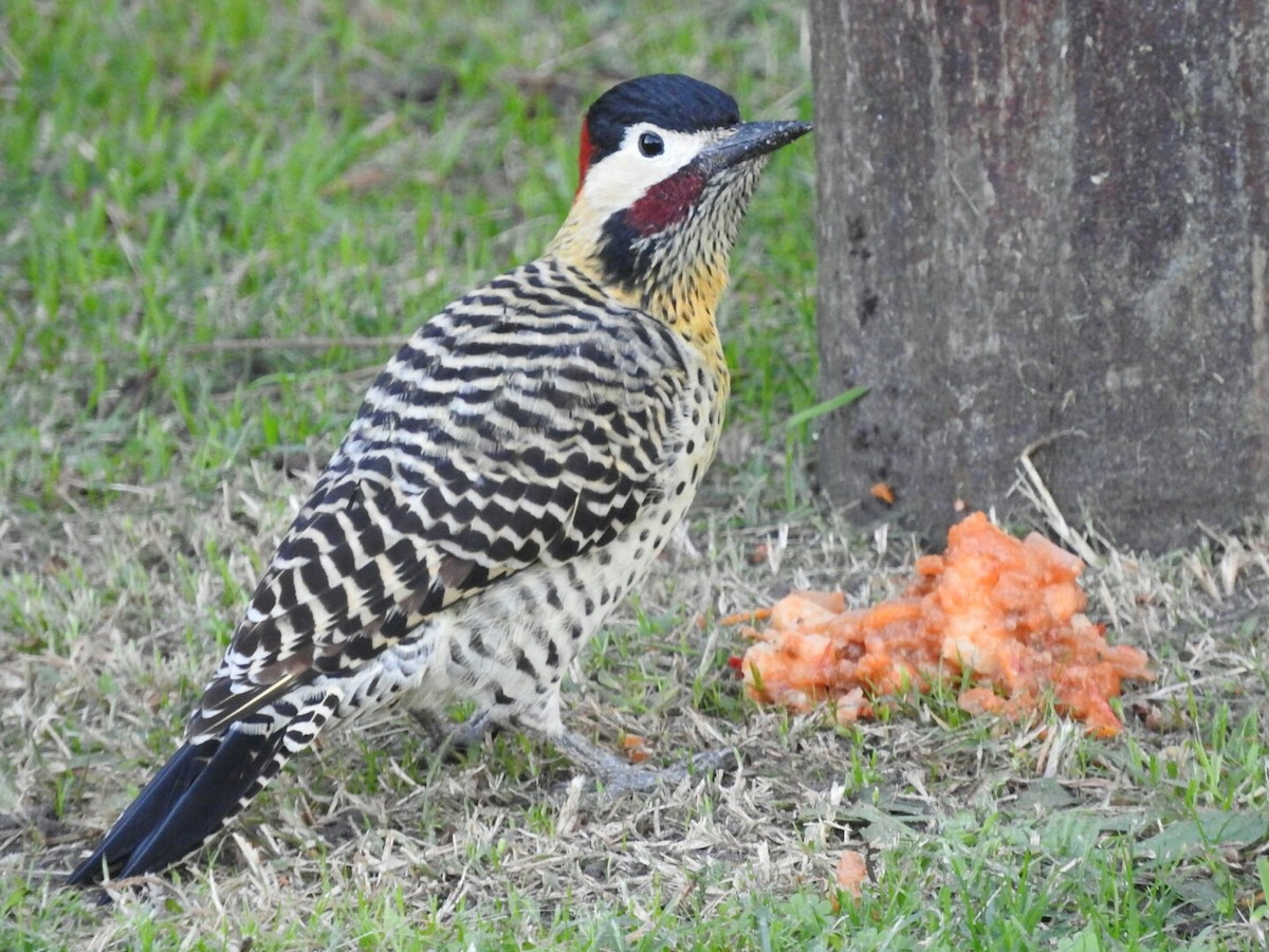 Green-barred Woodpecker - ML150635401