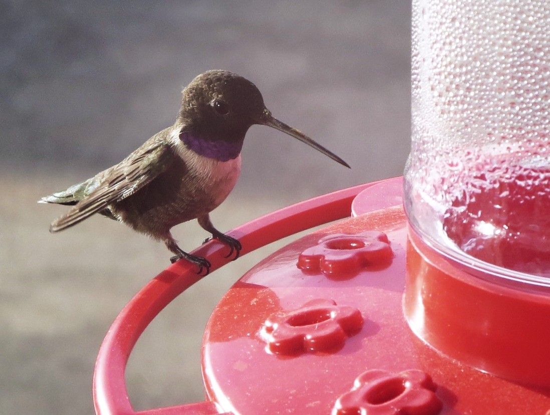 Black-chinned Hummingbird - Sean Conklin