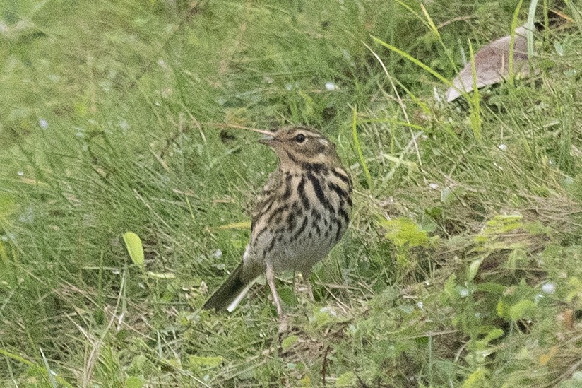 Olive-backed Pipit - ML150639211