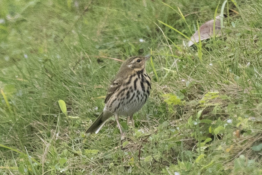 Olive-backed Pipit - ML150639221