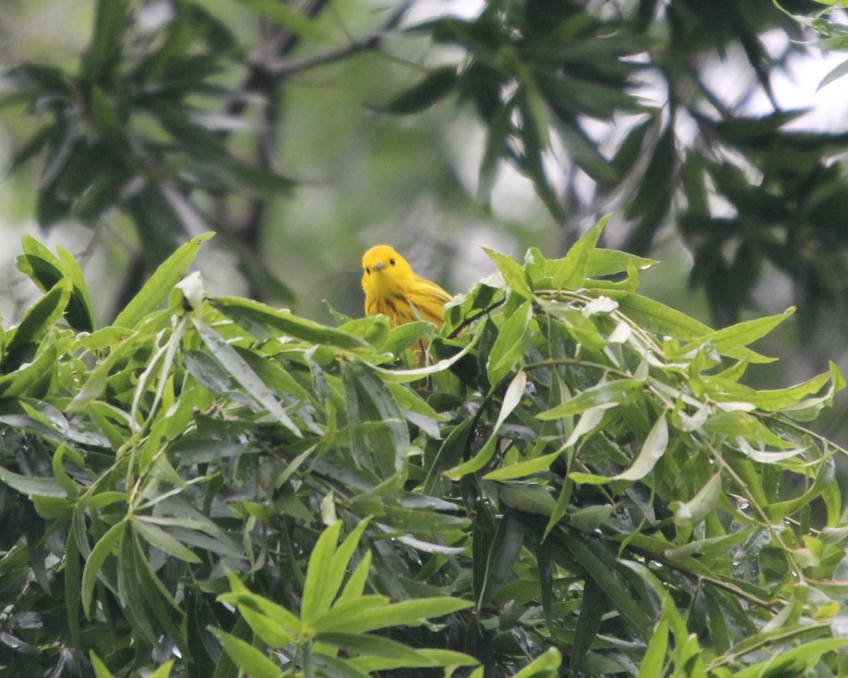 Yellow Warbler (Northern) - Daniel S.
