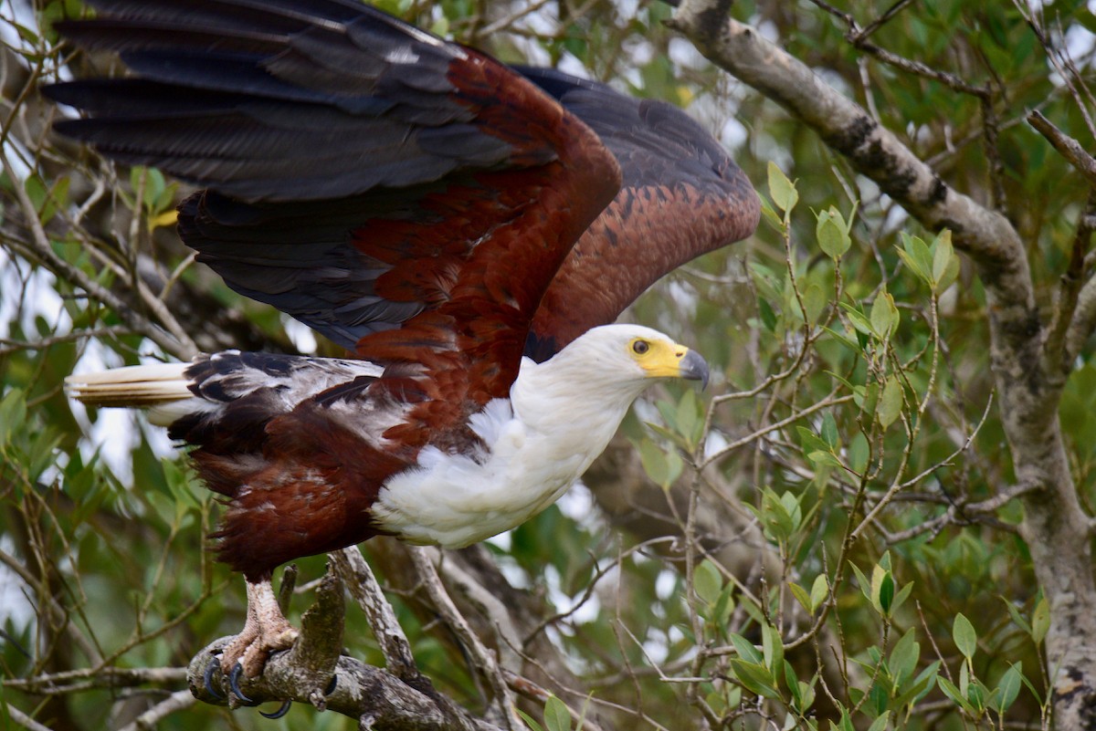 African Fish-Eagle - Laurie Kleespies