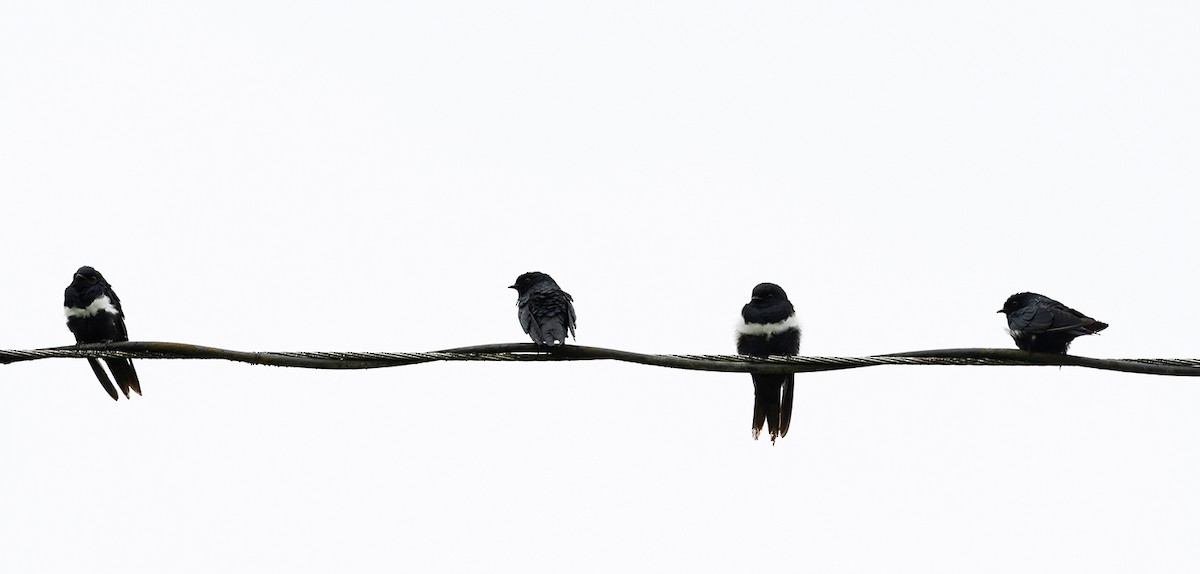 White-banded Swallow - Joshua Vandermeulen