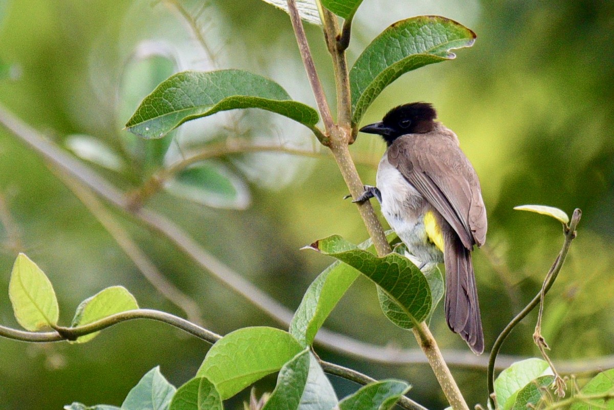 Common Bulbul - Laurie Kleespies
