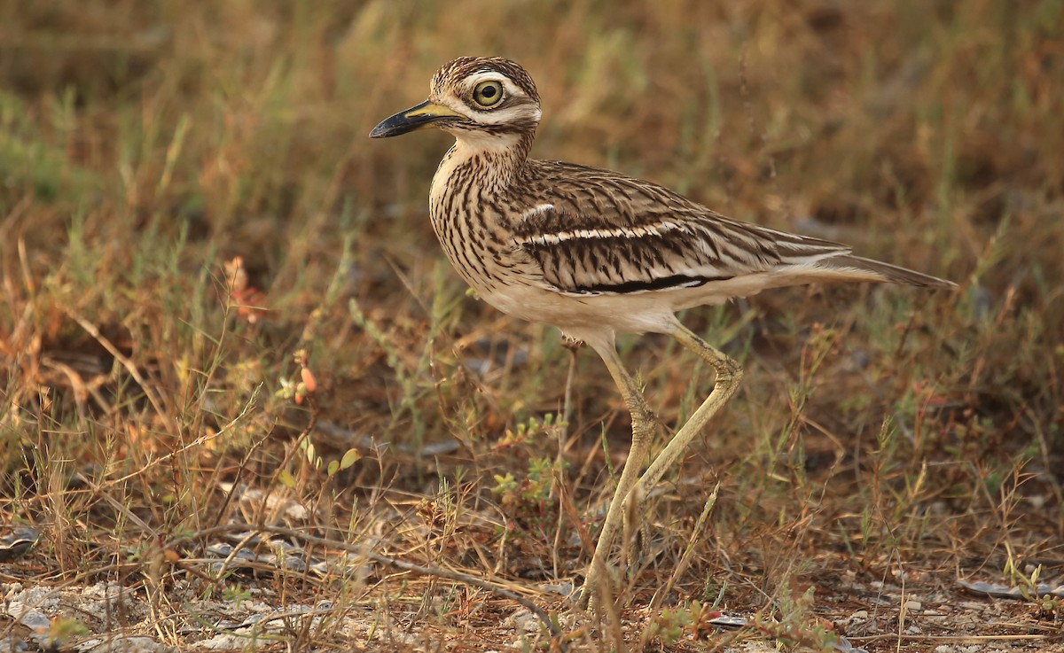 Indian Thick-knee - ML150649251