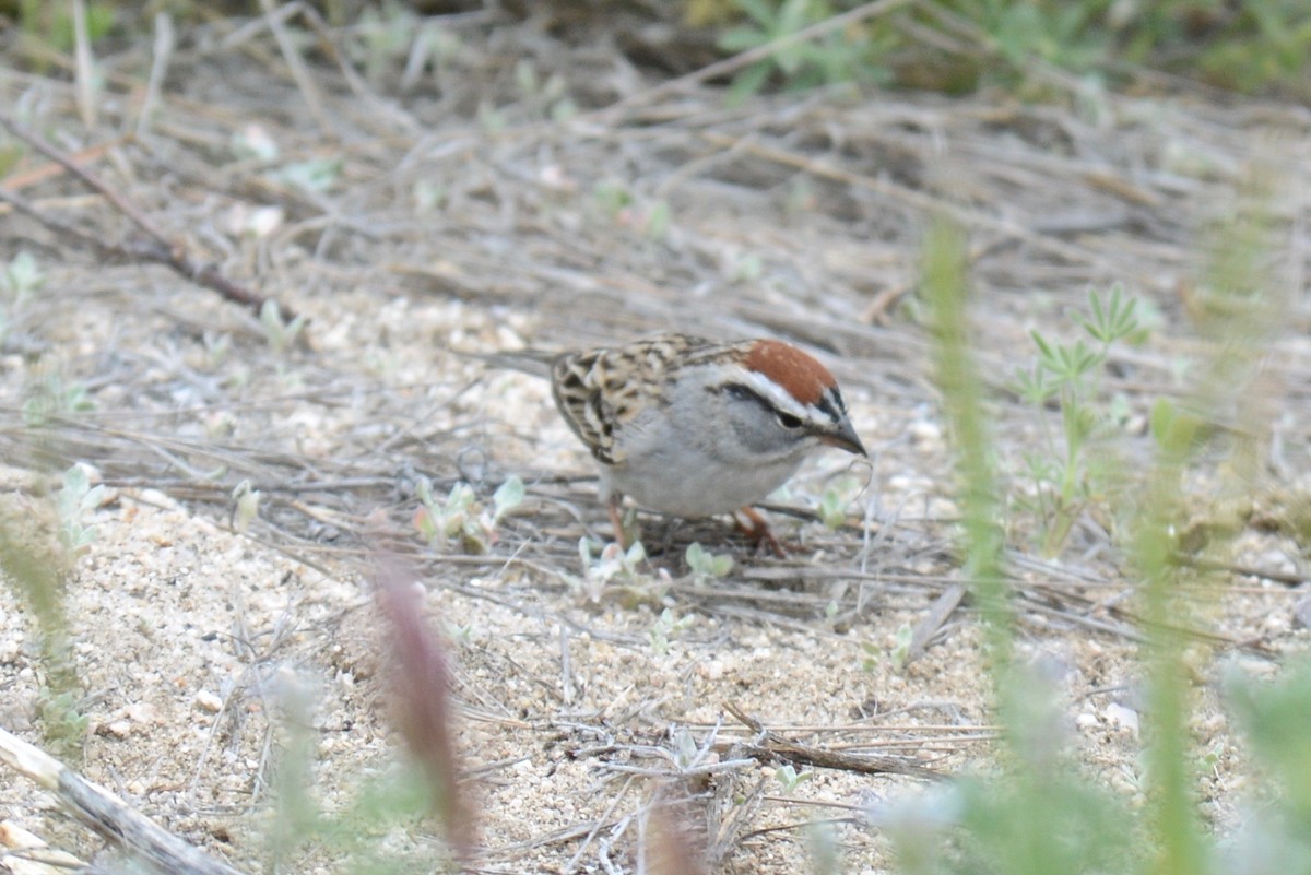 Chipping Sparrow - ML150649381