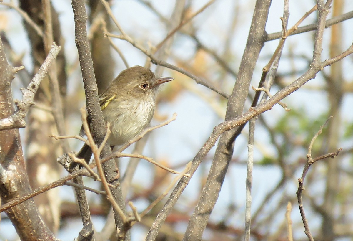 Pearly-vented Tody-Tyrant - Iván Lau