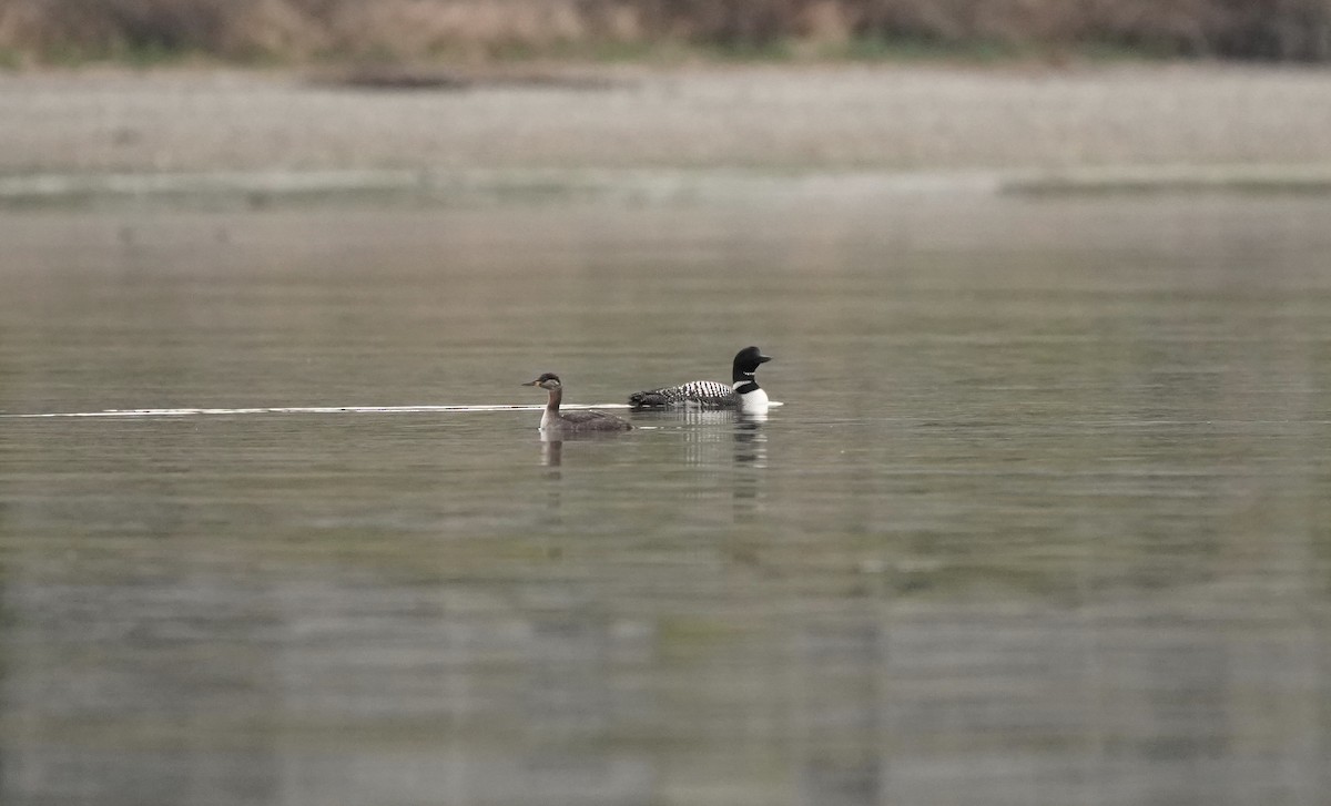 Red-necked Grebe - ML150651031