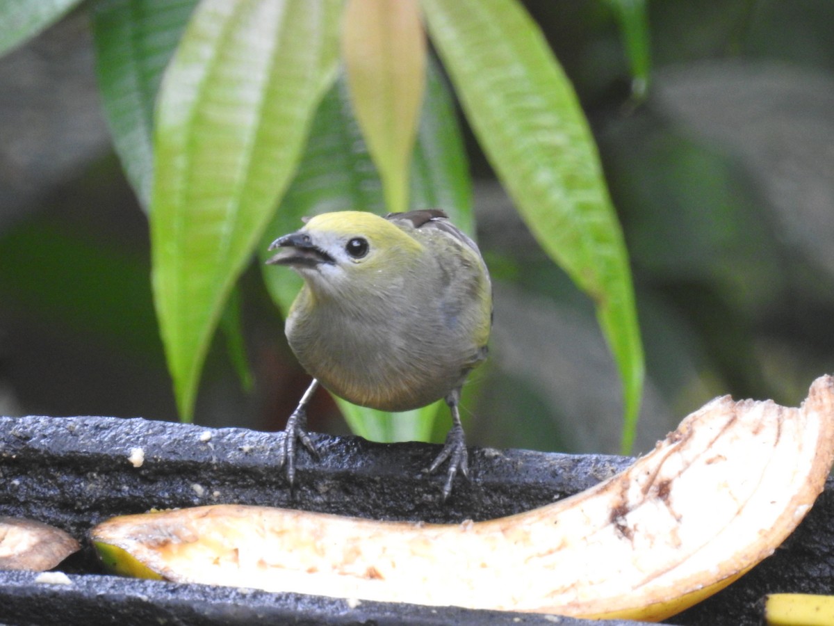Palm Tanager - ML150652851
