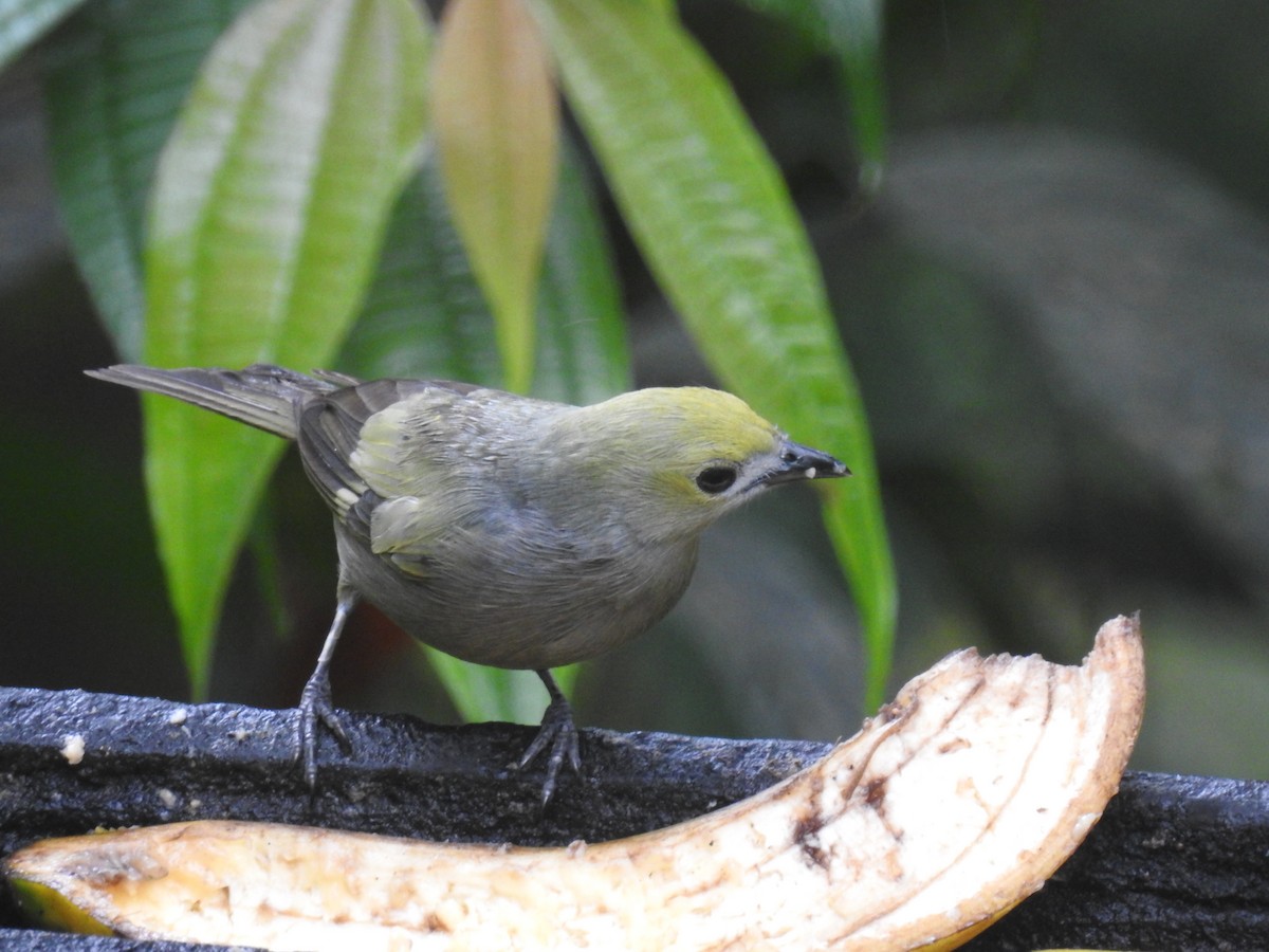 Palm Tanager - ML150652861