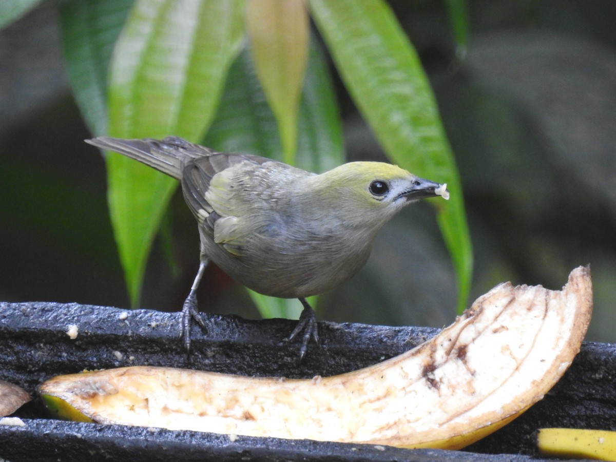 Palm Tanager - ML150652871