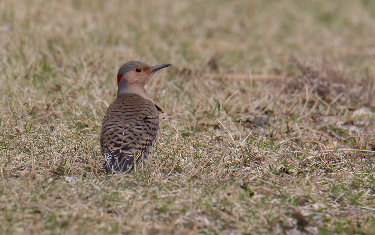 Northern Flicker (Yellow-shafted) - ML150653991