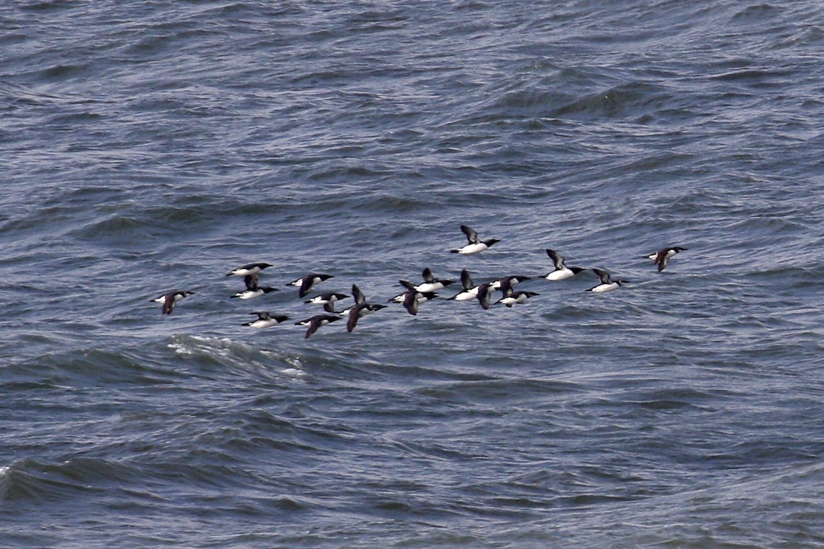 Common Murre - Donna Pomeroy