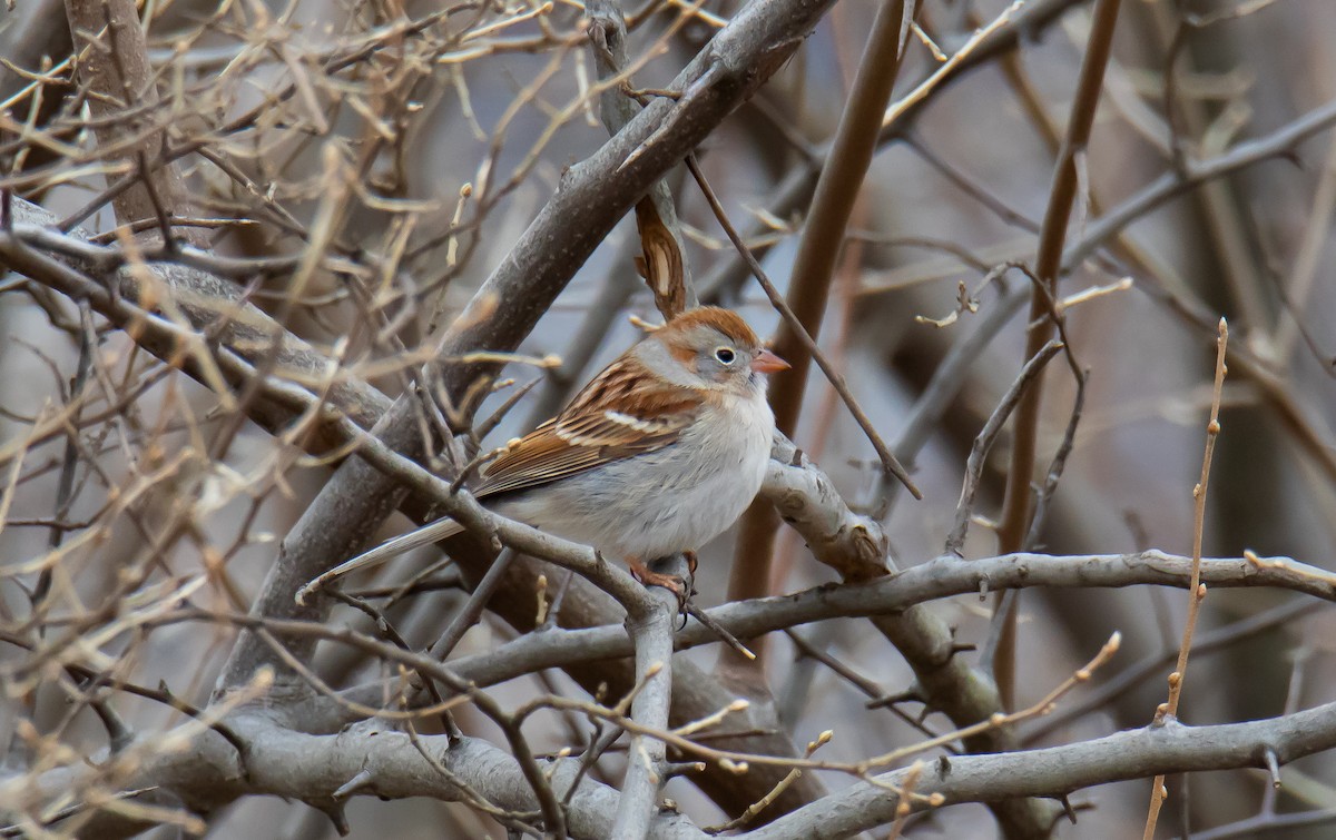 Field Sparrow - Paul Brooks