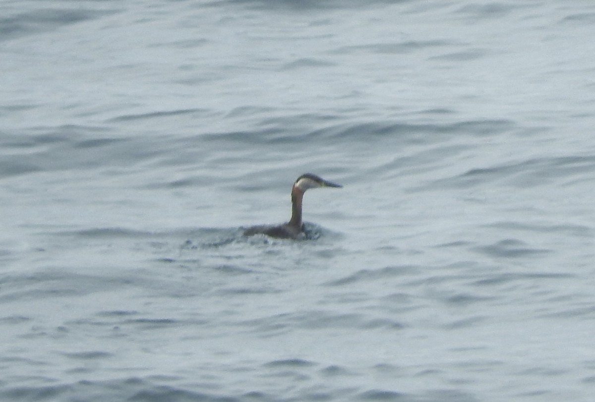 Red-necked Grebe - ML150656011