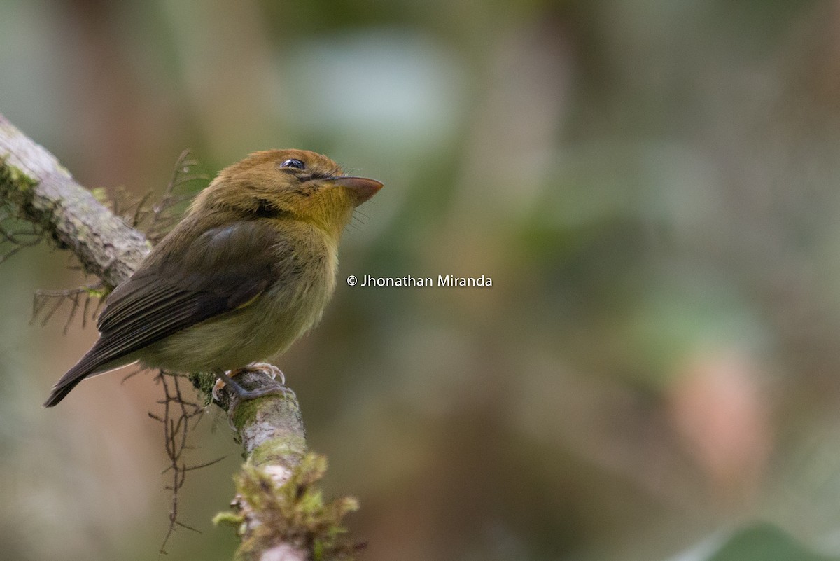 Yellow-throated Spadebill - Jhonathan Miranda - Wandering Venezuela Birding Expeditions