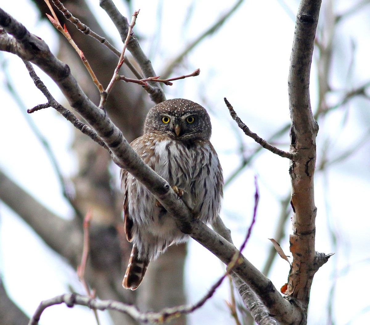 Northern Pygmy-Owl - Logan Lalonde