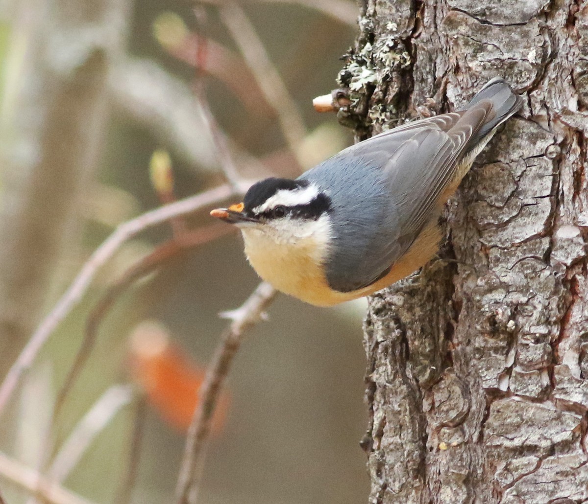 Red-breasted Nuthatch - ML150658231