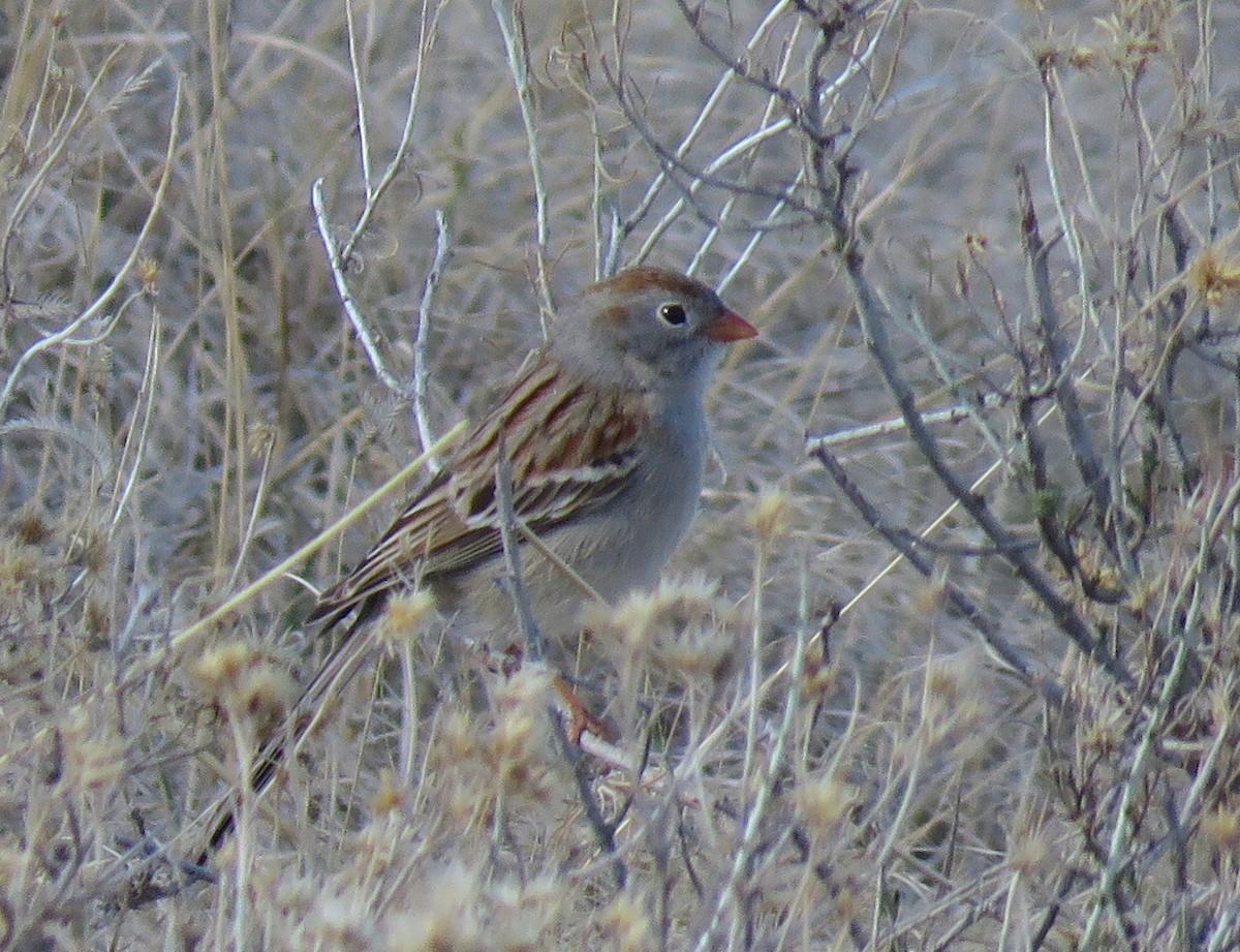 Field Sparrow - ML150658561