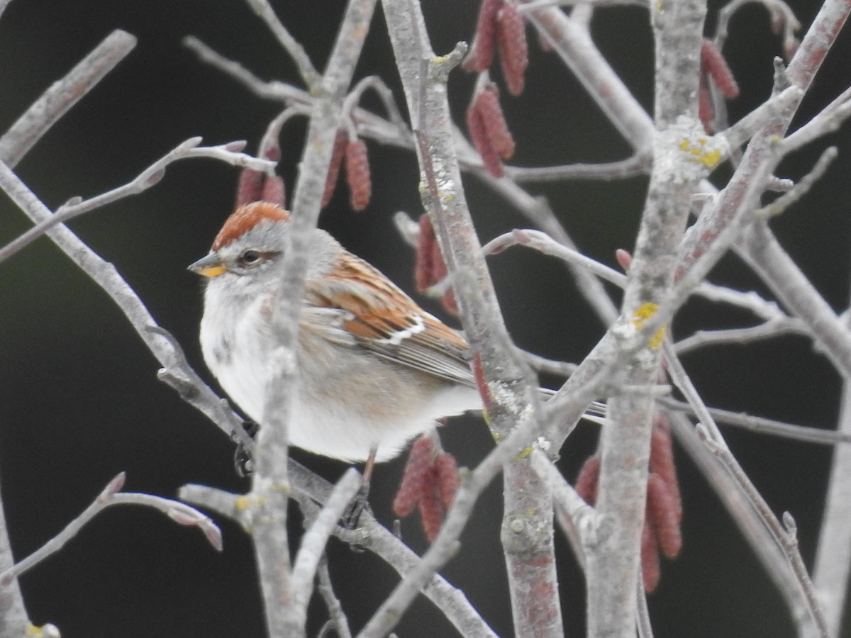 American Tree Sparrow - ML150661161
