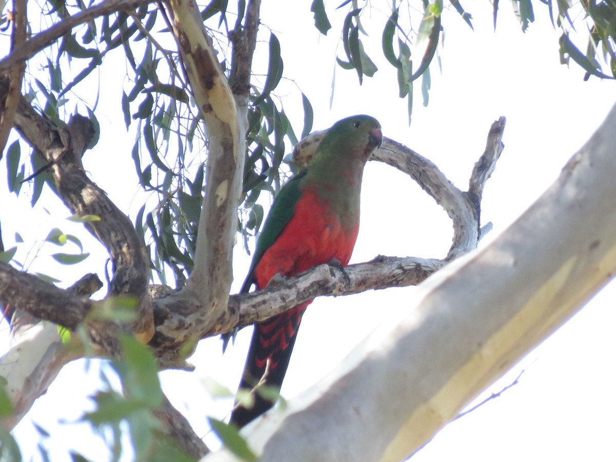Australian King-Parrot - Kumiko Callaway