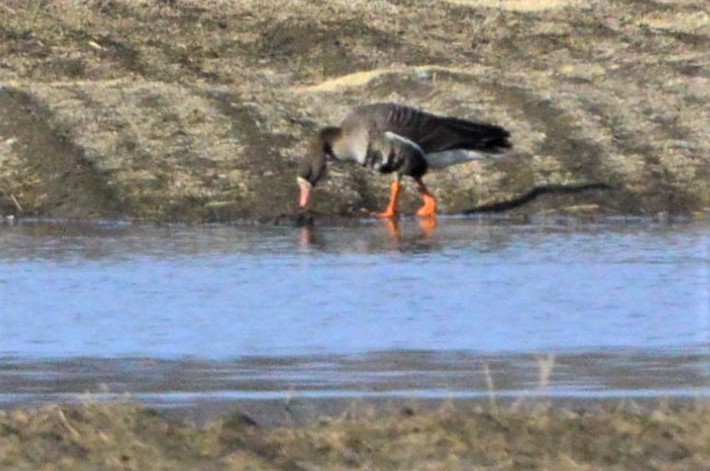 Greater White-fronted Goose - Robin Collman