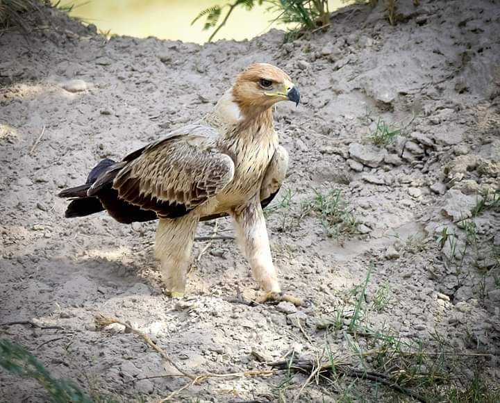 Tawny Eagle - ANAND PRASAD