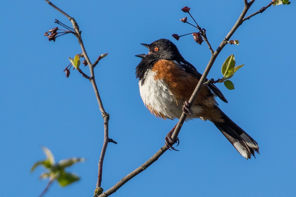 Spotted Towhee - ML150663031