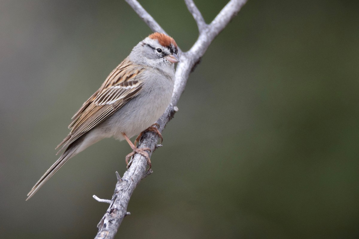 Chipping Sparrow - ML150665041