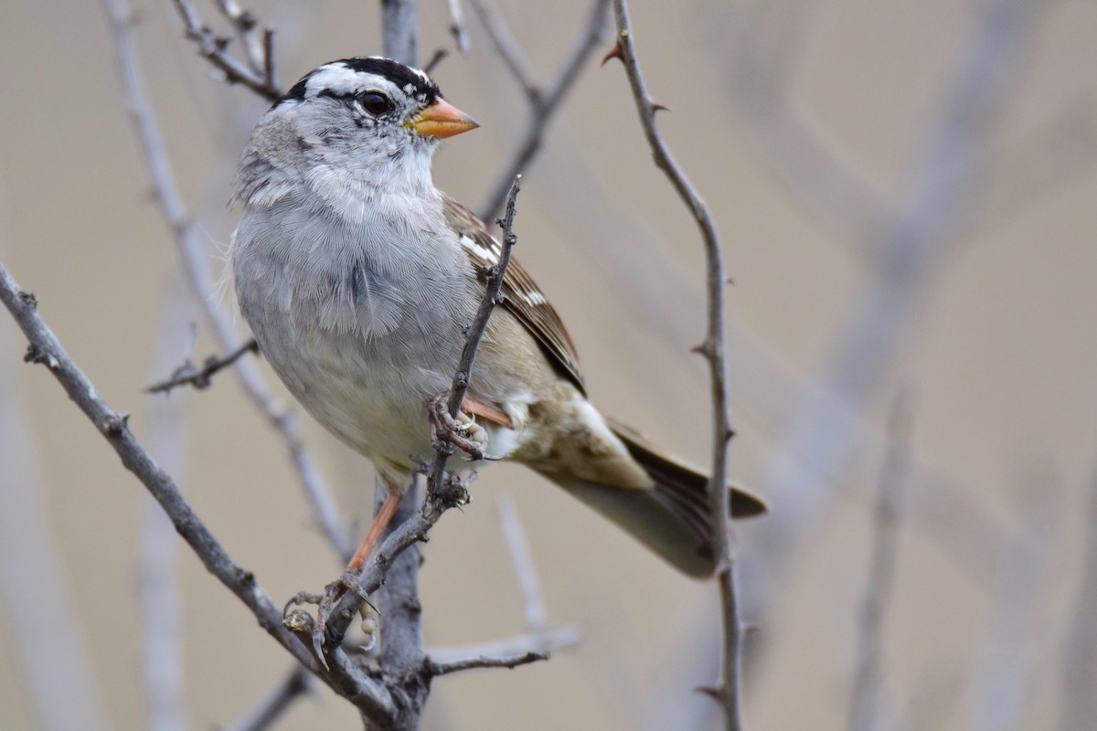 White-crowned Sparrow - Ben  Lucking