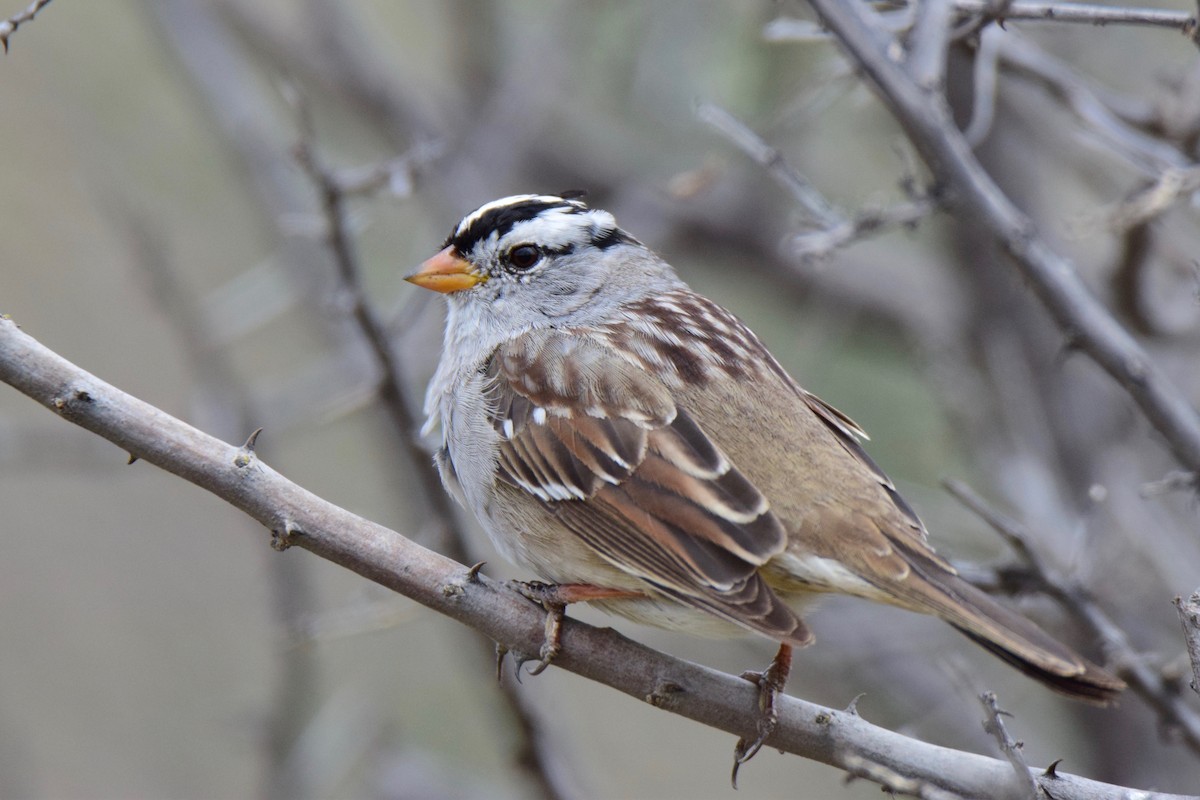 White-crowned Sparrow - ML150665341
