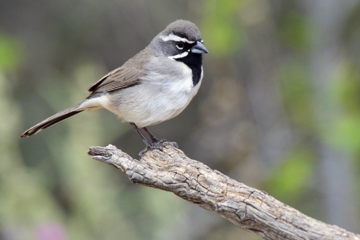 Black-throated Sparrow - ML150665671