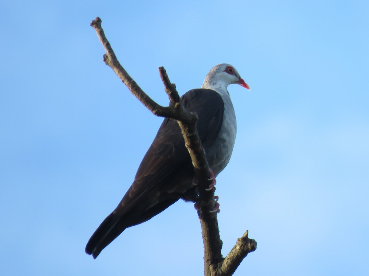 White-headed Pigeon - ML150669411