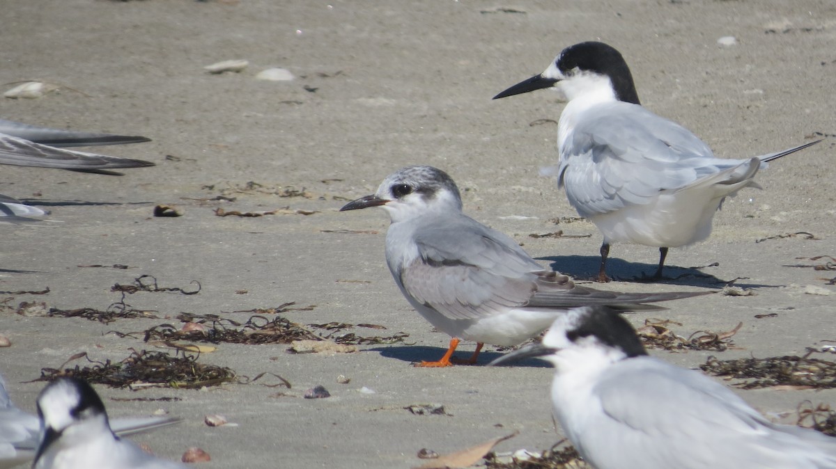 Black-fronted Tern - Bob Rigter