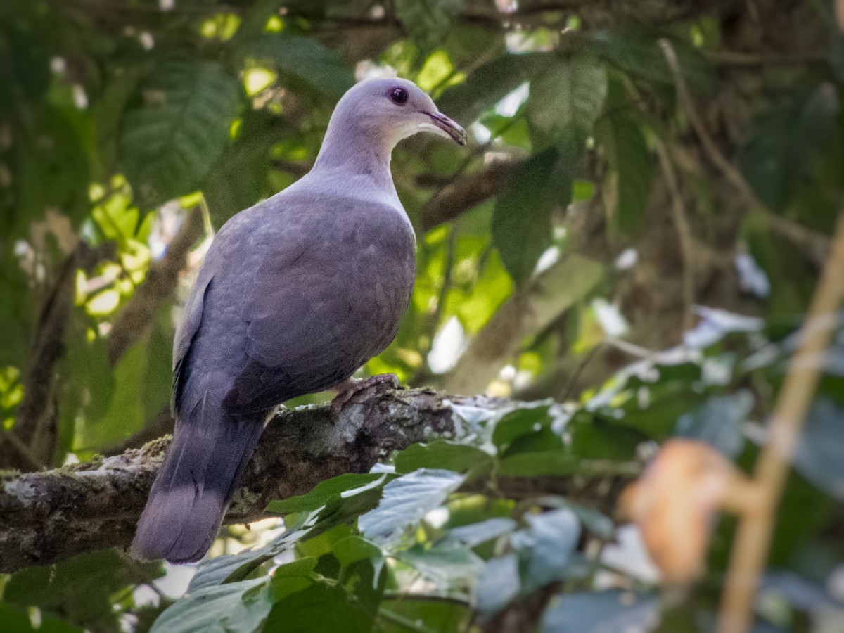 Malabar Imperial-Pigeon - Jishnu Narayanan