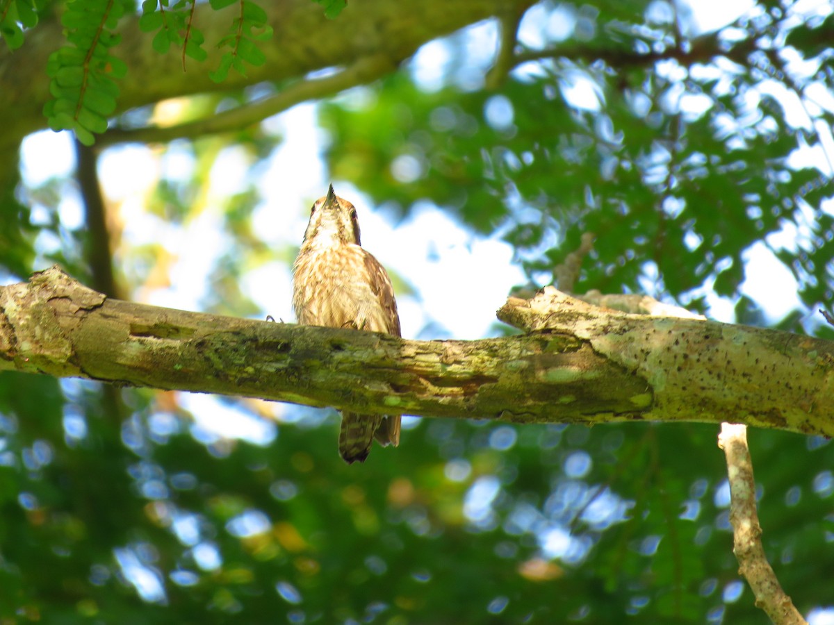 Sunda Pygmy Woodpecker - ML150671551