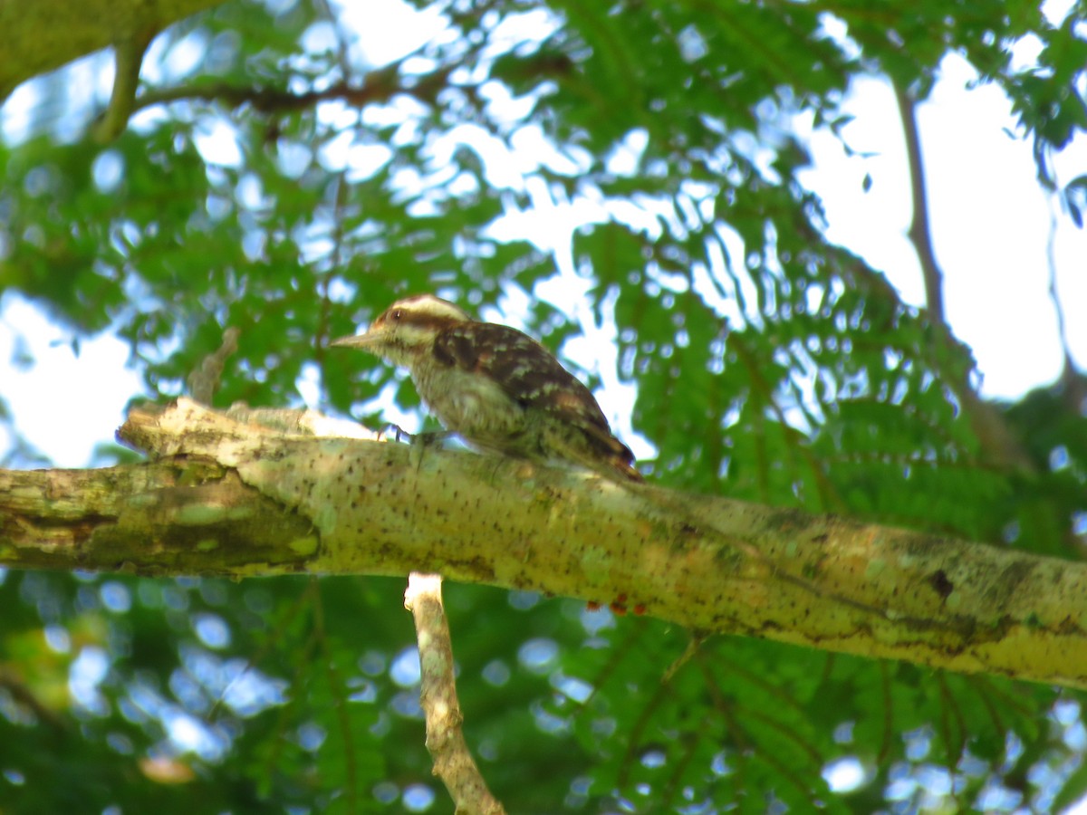 Sunda Pygmy Woodpecker - ML150671571