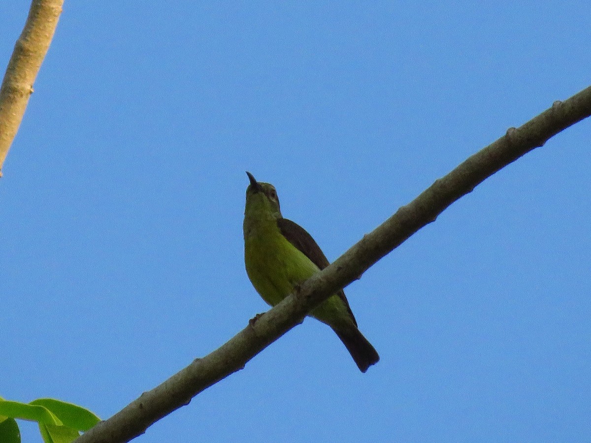 Brown-throated Sunbird - ML150672221