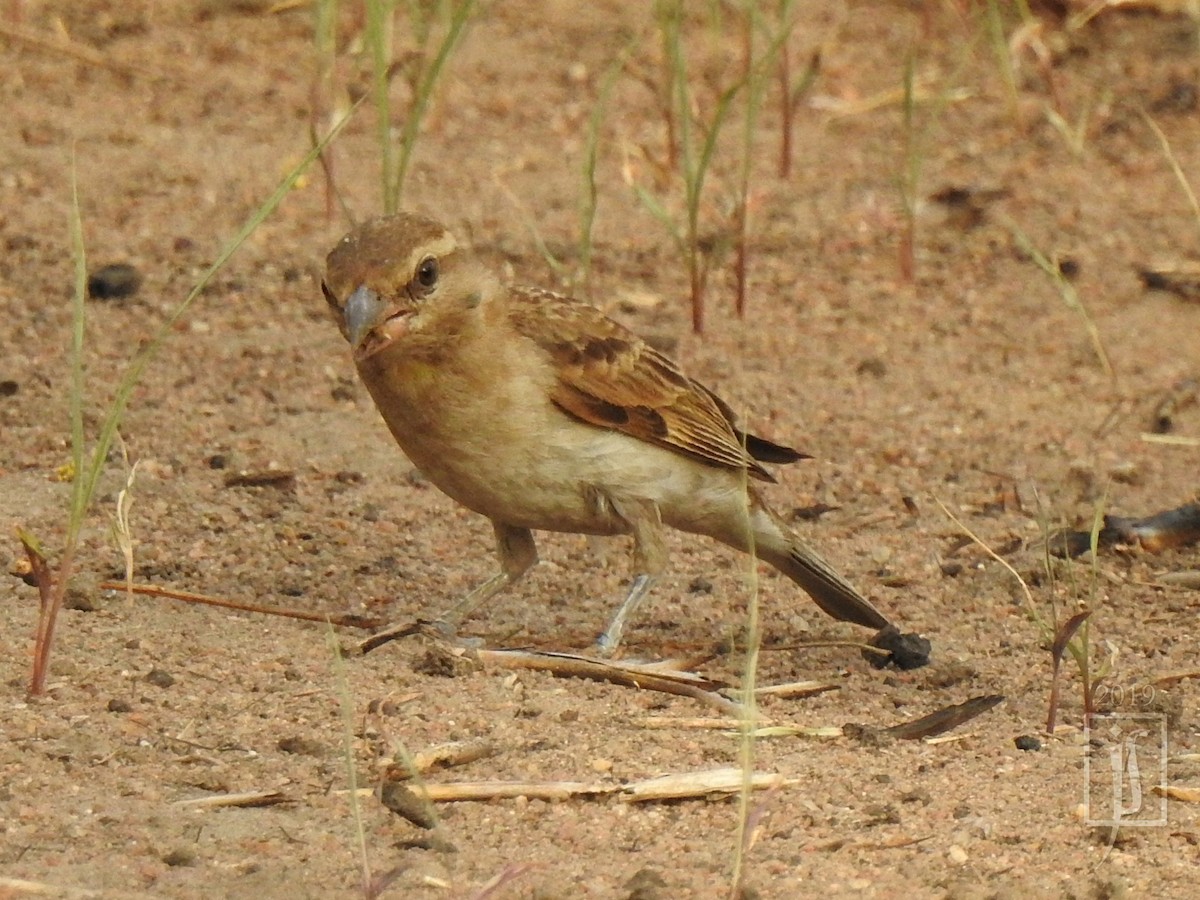 Sahel Bush Sparrow - ML150673321