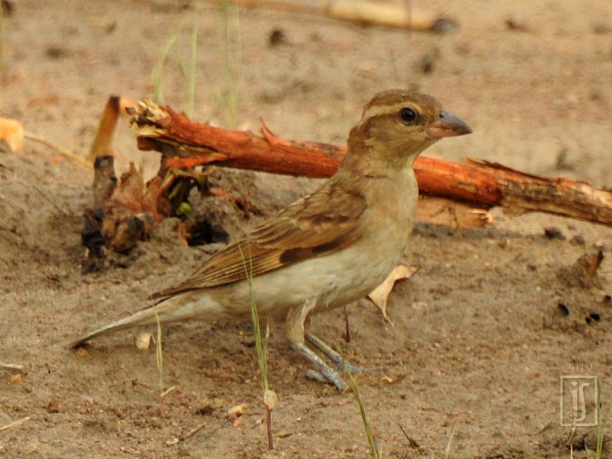 Sahel Bush Sparrow - ML150673451