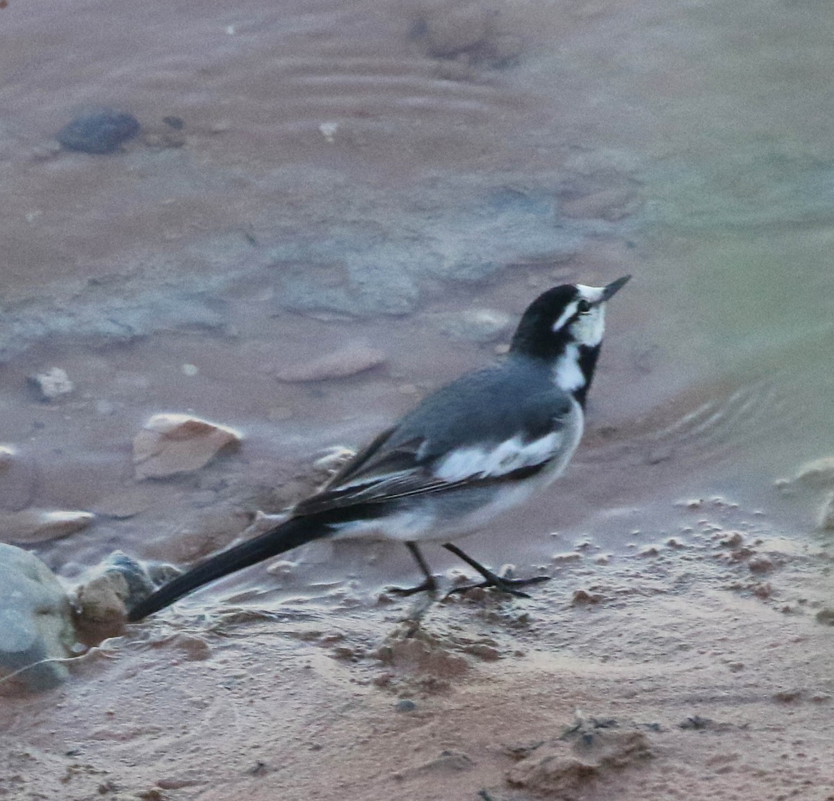White Wagtail (Black-backed) - ML150675091